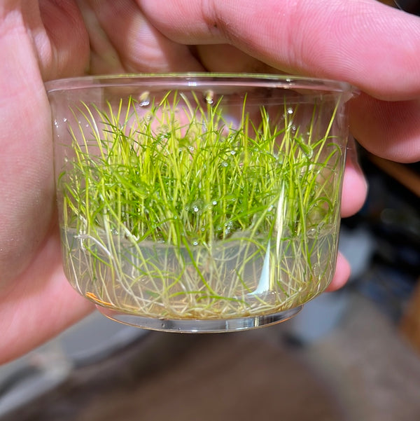 Dwarf Hairgrass 'Mini' Tissue Culture