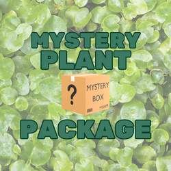 Anubias Mystery Plant Package