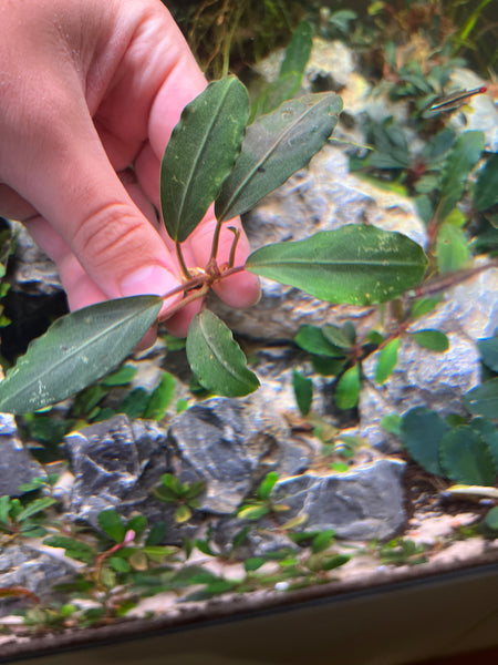 Bucephalandra Pearl Grey – I Wet My Plants