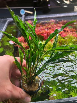 Anubias heterophylla supernova