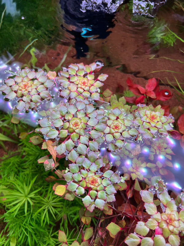 Mosaic Plant