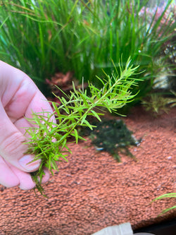 Rotala “Green”