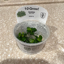 Anubias 'Mini Coin' Tissue Culture