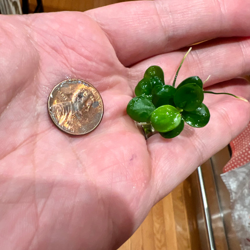 Anubias 'Mini Coin' Tissue Culture