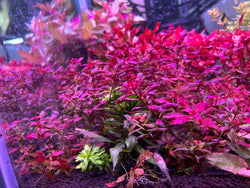 Ludwigia Palustris “Super Red”