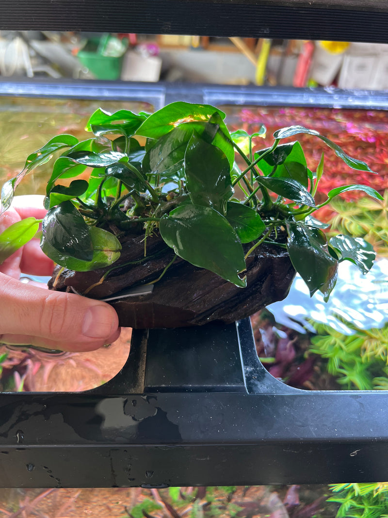 Anubias on Large Driftwood