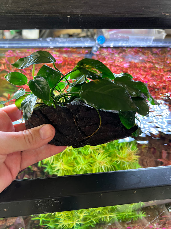 Anubias on Large Driftwood