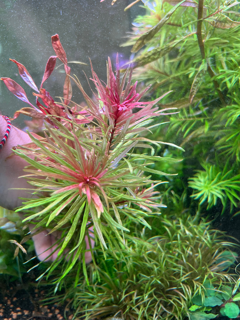 Ludwigia Inclinata Cuba