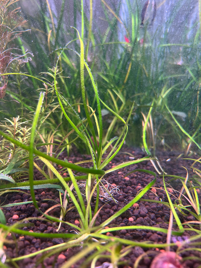 Vallisneria Nana