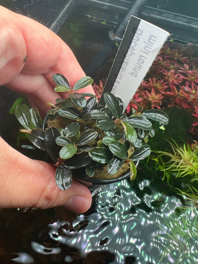 Bucephalandra kedagang mini round