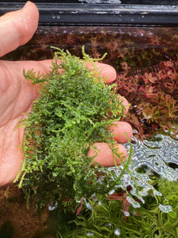 Vesicularia “Thai” Moss