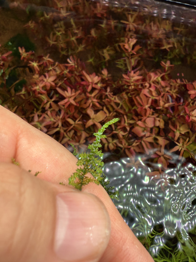 Vesicularia “Thai” Moss