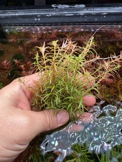 Rotala Mexicana Araguaia