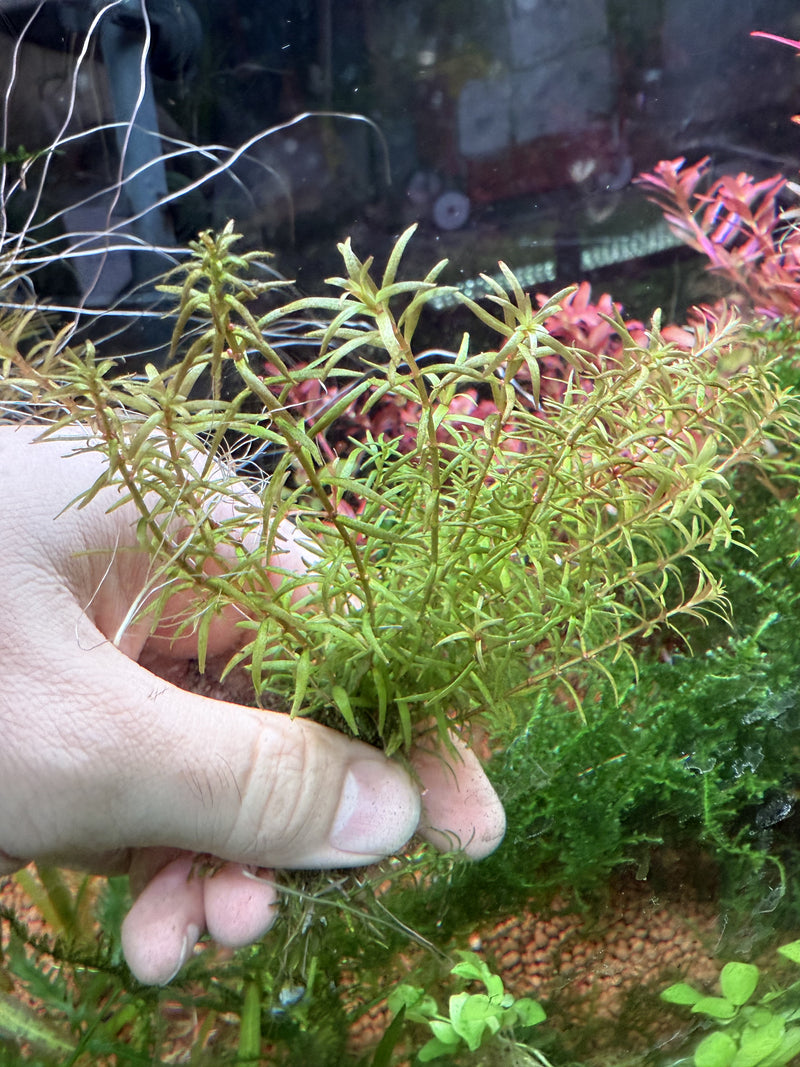 Rotala Mexicana Araguaia