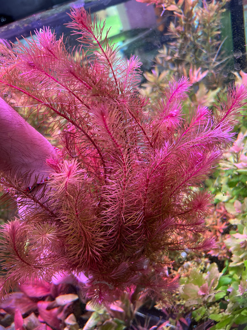 Rotala Enie