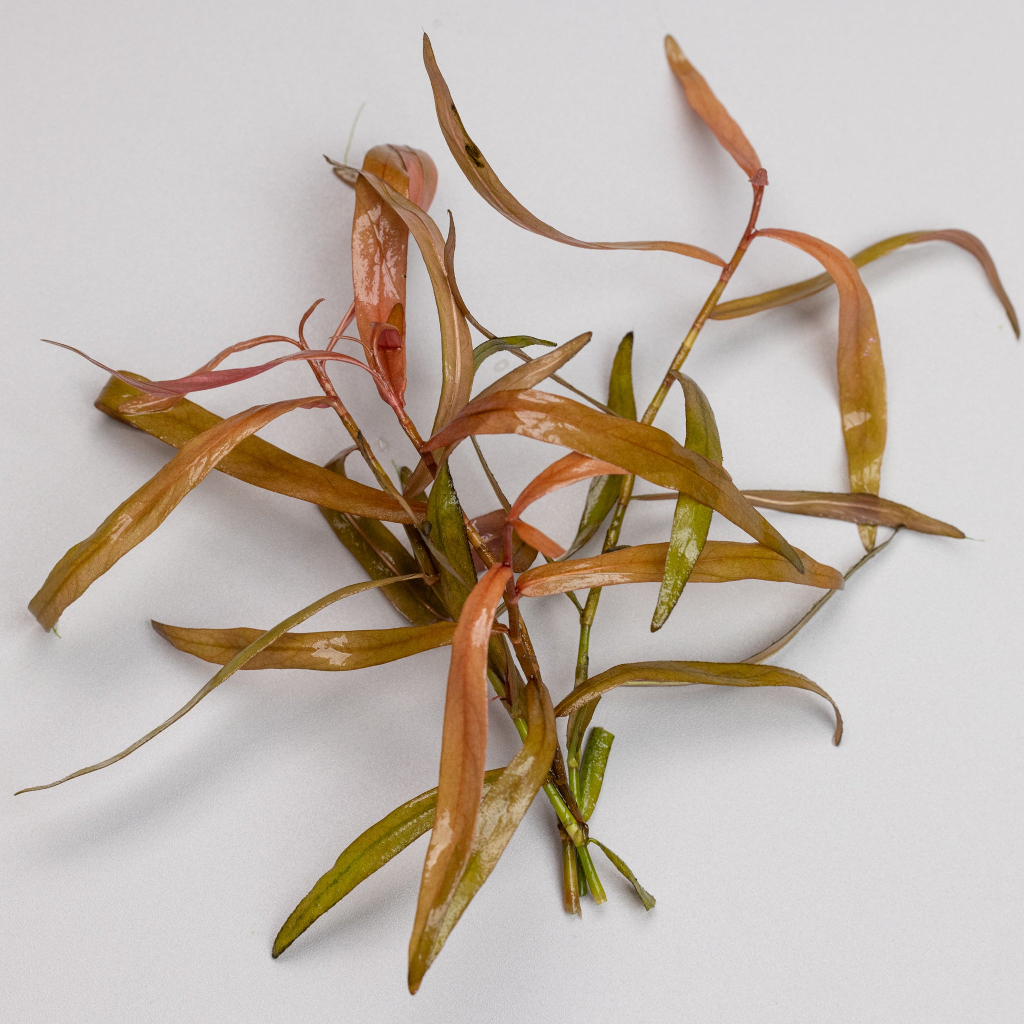 Persicaria sp Kawagoeanum