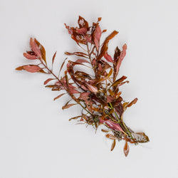 Ludwigia Dark Red