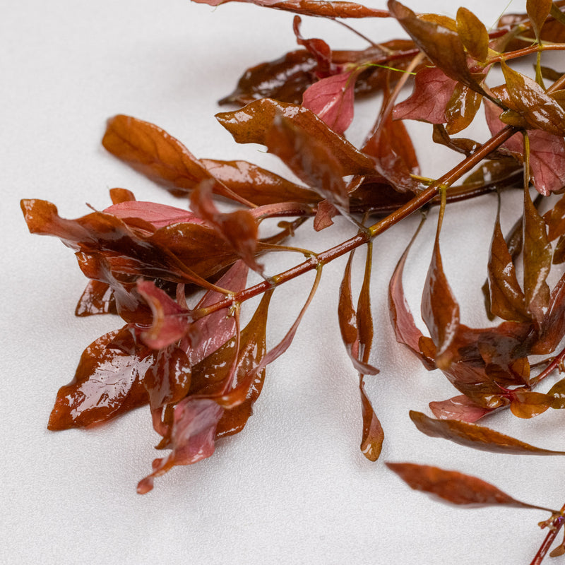 Ludwigia Dark Red