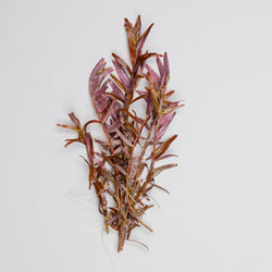 Rotala 'Blood Red'