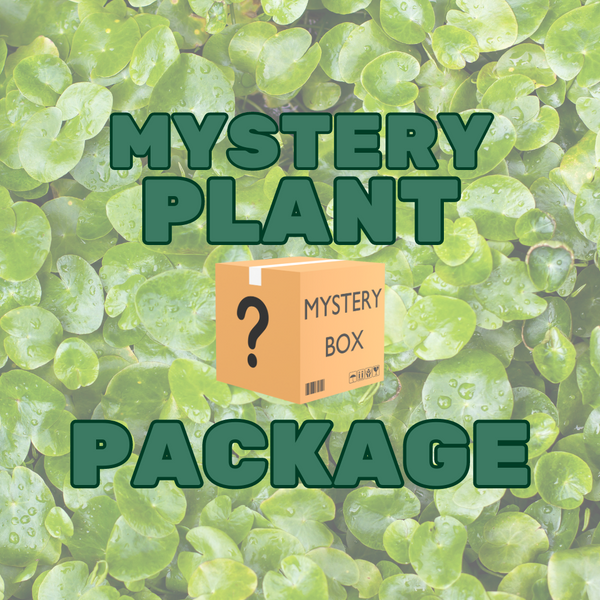 Anubias Mystery Plant Package