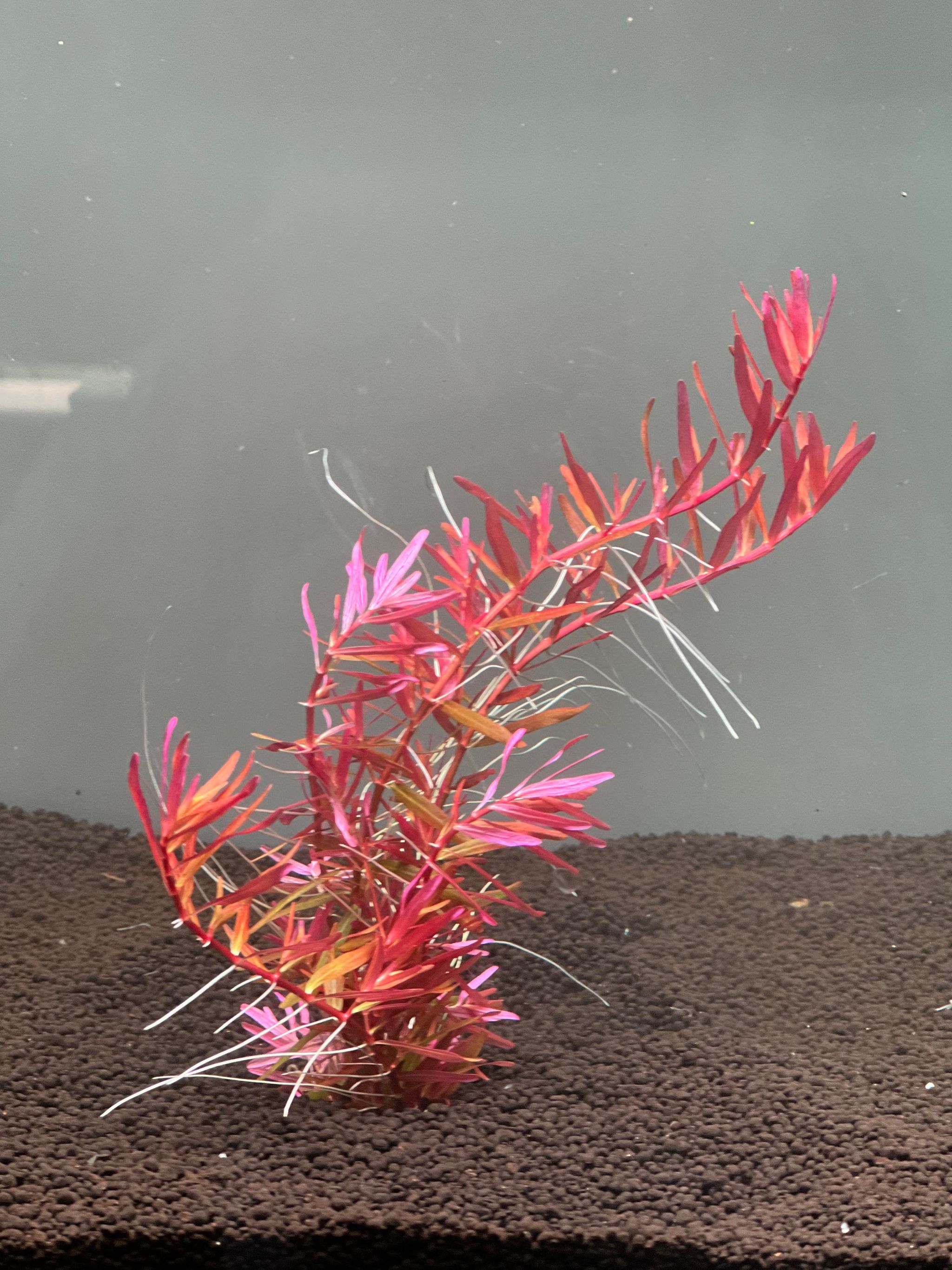 Rotala 'Blood Red'