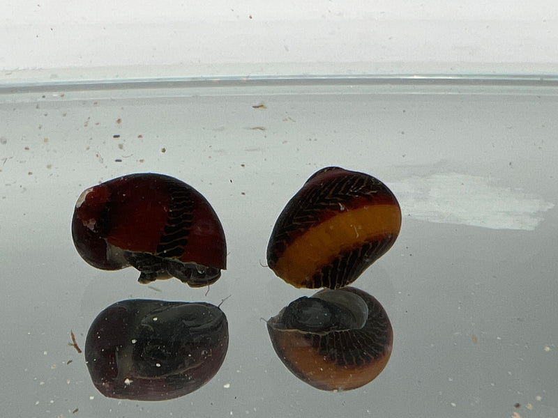 Red Racer Nerite Snails