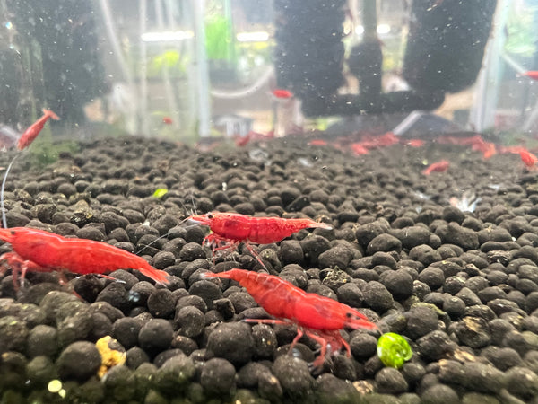 Neocaridina Fire Red Cherry Shrimp X5