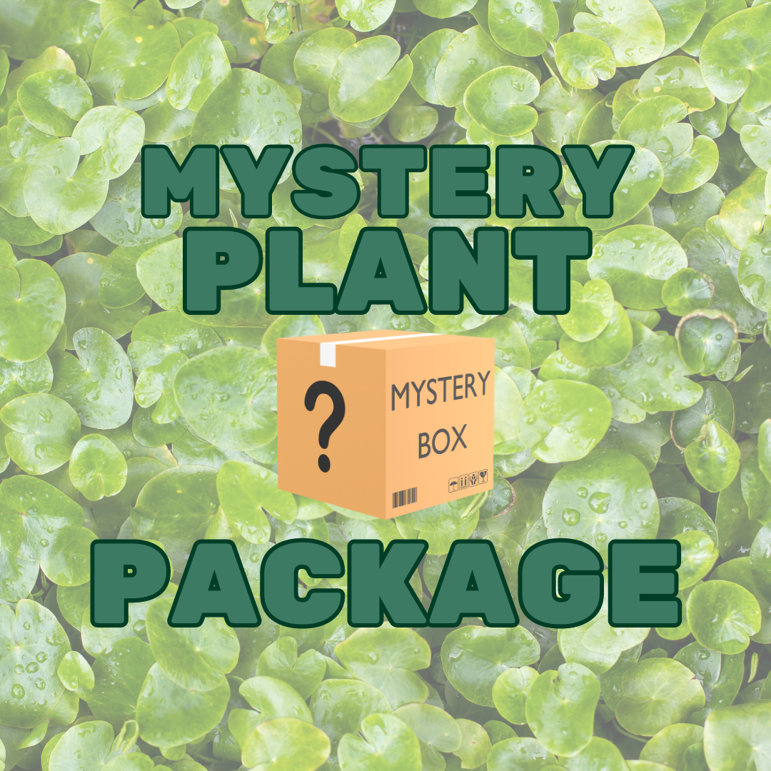 Mystery Plant Package