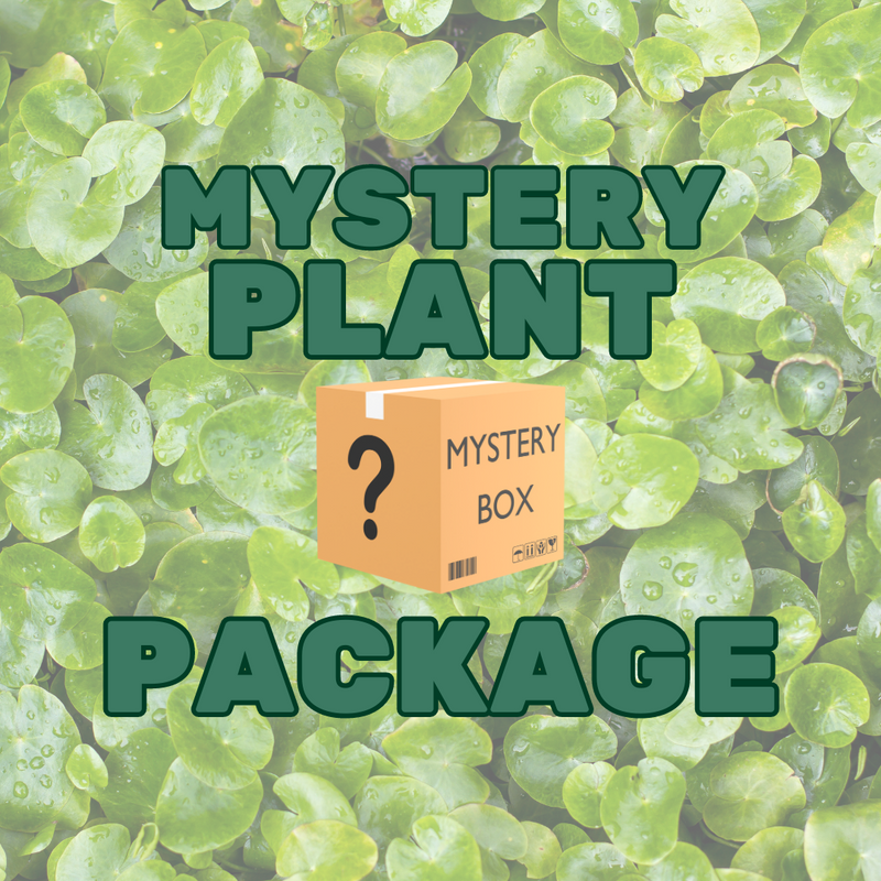 Mystery Plant Package