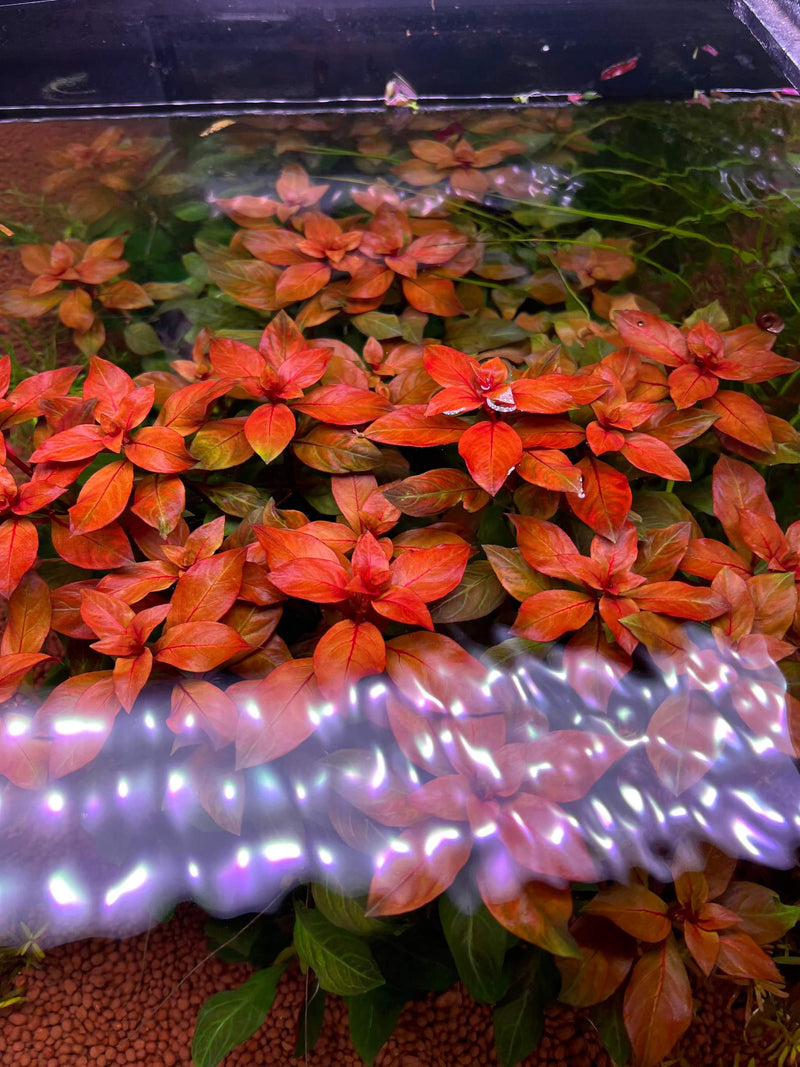 Ludwigia Dark Red